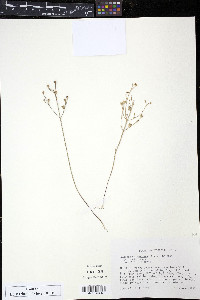 Agalinis skinneriana image