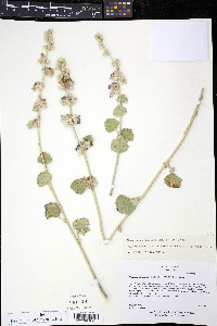 Malacothamnus fremontii image