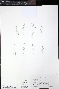 Sagina japonica image