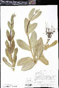 Silene csereii image