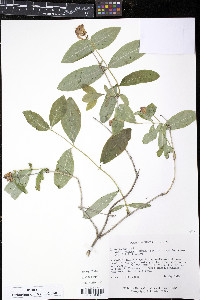 Lonicera dioica image