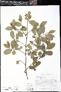 Euonymus europaeus image