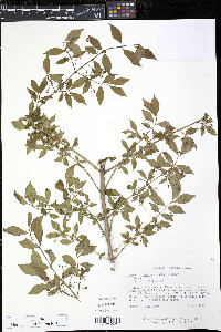 Euonymus alatus image