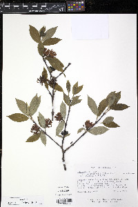 Calycanthus floridus image