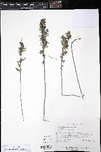 Helianthemum bicknellii image