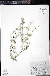 Galium aschenbornii image