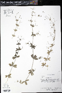 Galium mexicanum image