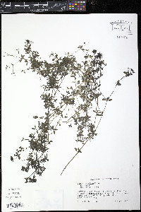 Galium asprellum image