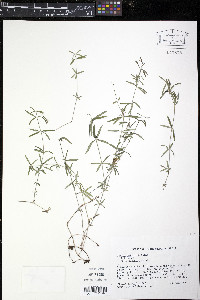 Galium uniflorum image