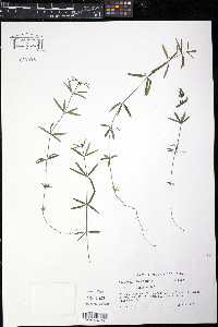 Galium uniflorum image