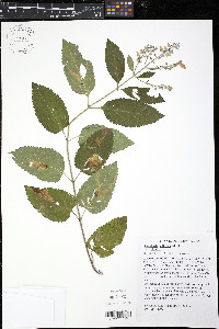 Scutellaria elliptica var. elliptica image