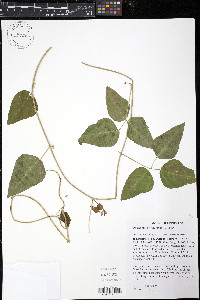 Phaseolus polystachios image