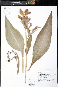 Canna generalis image