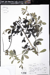 Baptisia alba var. macrophylla image