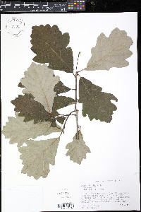 Quercus bicolor image