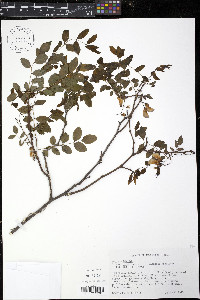 Robinia hispida var. rosea image