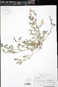 Corydalis micrantha image