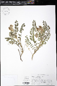 Astragalus tennesseensis image