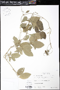 Galactia striata image