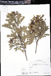 Pithecellobium keyense image