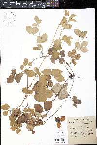 Rubus hispidus image