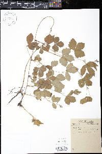 Rubus hispidus image