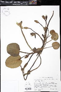 Hydrocleys nymphoides image