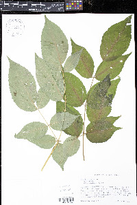 Aralia spinosa image