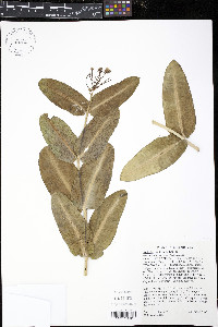 Asclepias sullivantii image