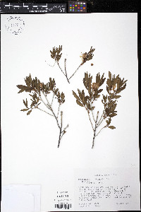 Rhododendron canadense image