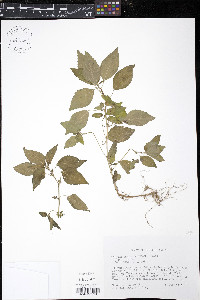 Acalypha deamii image