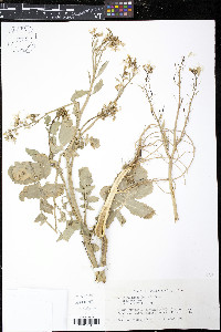 Sinapis arvensis image
