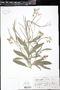 Matthiola longipetala image