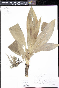 Veratrum woodii image