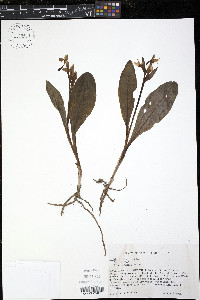 Galearis spectabilis image