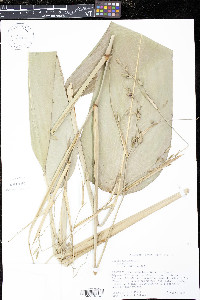 Thalia geniculata image