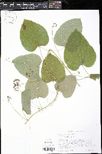 Smilax lasioneura image