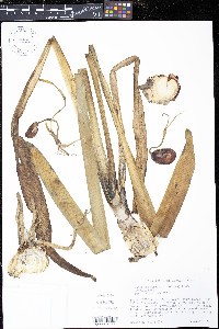 Hymenocallis coronaria image