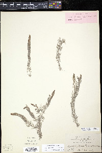 Myriophyllum farwellii image