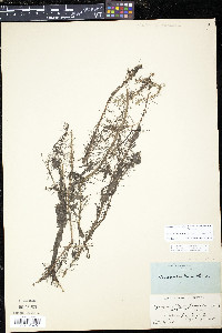 Myriophyllum pinnatum image