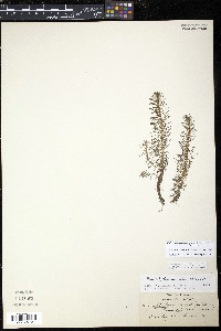 Myriophyllum pinnatum image
