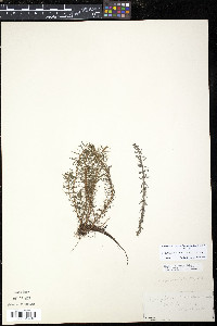 Myriophyllum pinnatum image