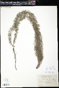 Myriophyllum heterophyllum image