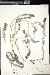 Myriophyllum sibiricum image