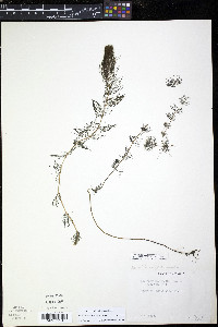 Myriophyllum sibiricum image