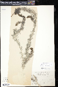 Myriophyllum sibiricum image