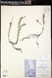 Myriophyllum sibiricum image