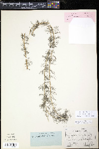 Myriophyllum sibiricum image