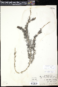 Myriophyllum sibiricum image