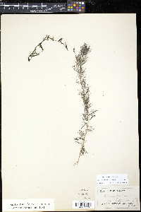 Myriophyllum sibiricum image